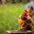 Factory Directly Selling Hexagonal Wire Mesh for Chicken